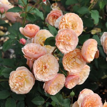 Rosa Eveline Wild - Strauchrose