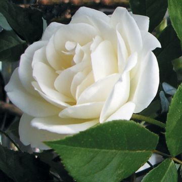 Rosier à fleurs groupées Iceberg (Fée des neiges)