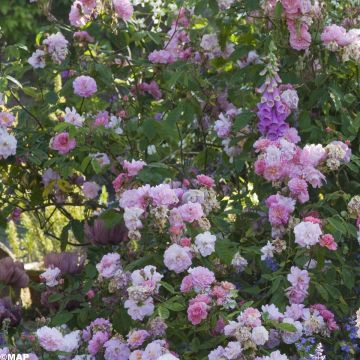 Rosa moschata Felicia - Moschus-Rose