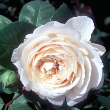 Rosa Fragrant old white - Historische Rose