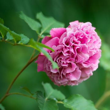 Rosa Generosa Agnès Schilliger - Guillot Rose