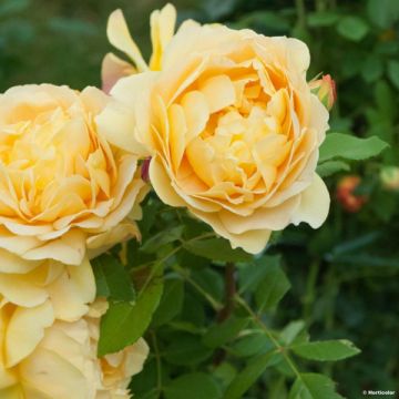 Rosa Golden Celebration - Englische Rose