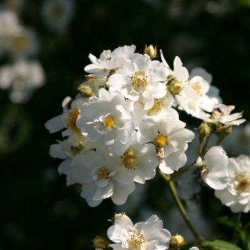 Rosa multiflora Bobbie James - Rambler-Rose