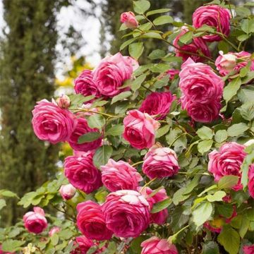 Rosa Cyclamen Pierre de Ronsard - Kletterrose