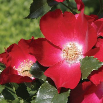 Rosa Dortmund - Kletterrose