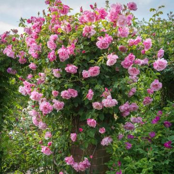 Rosa Mme Gregoire Staechelin - Alte Kletterrose