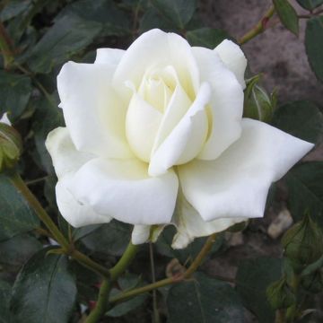 Rosa wichuraiana White New Dawn - Kletterrose