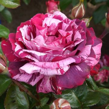 Rosa Guillaume Gomez - Edelrose