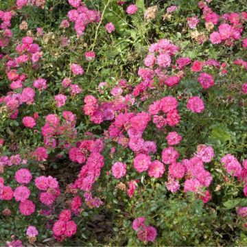 Rosa polyantha Knirps - Polyantha-Rose