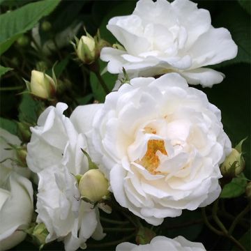 Rosa banksiae Purezza - Meran-Rose