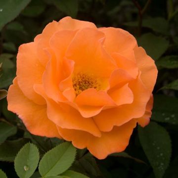 Rosa Orange Climber - Kletterrose