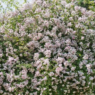 Rosa moschata Paul's Himalayan Musk - Moschus Rambler-Rose