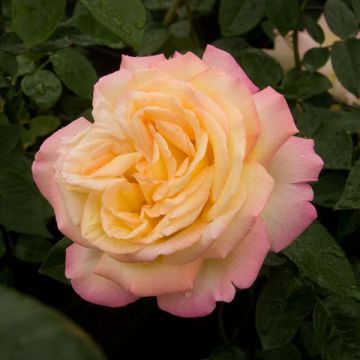 Rosa Mme A. Meilland - Edelrose