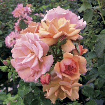 Rosa Rigo Aprikola - Bodendecker-Rose