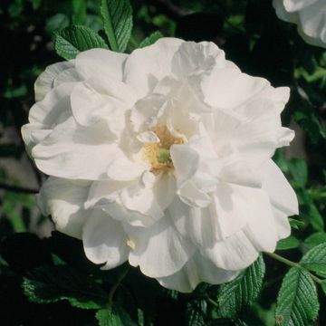 Rosa rugosa Blanc Double de Coubert - Apfelrose