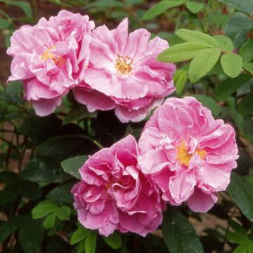 Rosa rugosa Thérèse Bugnet - Apfelrose