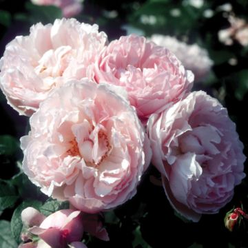 Rosa Souvenir de la Malmaison - Historische Rose