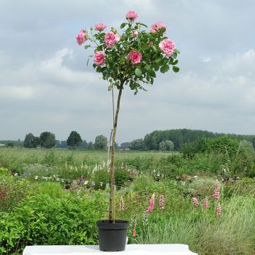 Stammrose Côté jardin Orapent