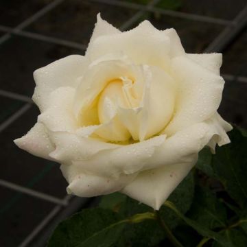 Rosa White Symphony - Edelrose