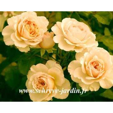 Rosa Diamond Jubilee - Edelrose