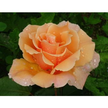 Rosa Just Joey - Edelrose