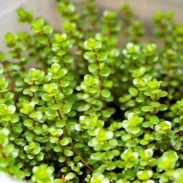 Rotala rotundifolia Green - Rundblättrige Rotala