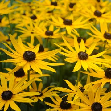 Gemeiner Sonnenhut Forever Gold - Rudbeckia fulgida