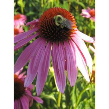 Echinacea purpurea Magnus - Echinacée