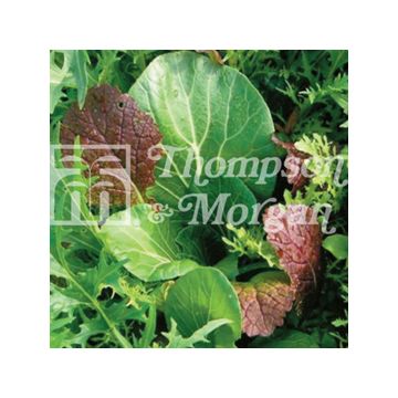 Mesclun Niche Oriental Mixed