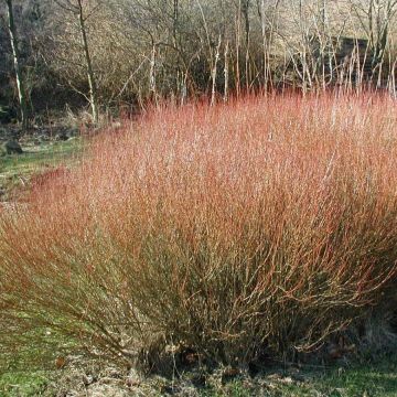 Purpur-Weide - Salix purpurea