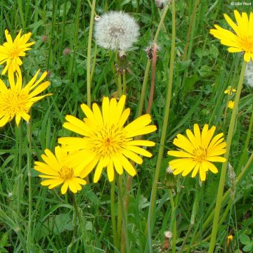 Wiesen-Bocksbart - Tragopogon pratensis