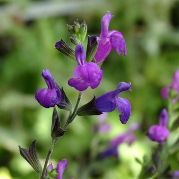 Salvia greggii ARCTIC BLAZE Purple - Strauchiger Salbei