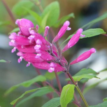 Salvia involucrata Bethelii - Pfingstrosen-Salbei