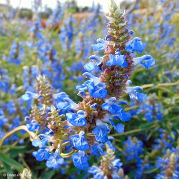 Sauge, Salvia uliginosa African Skies