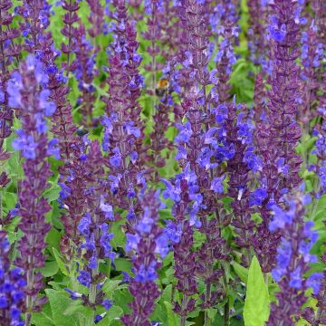 Salvia superba Reine Bleue - Ziersalbei