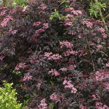 Schwarzer Holunder Black Beauty - Sambucus nigra