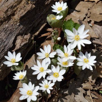 Sanguinaria canadensis - Blutwurz