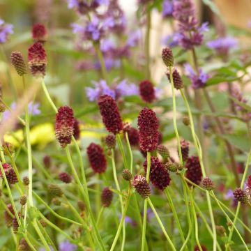 Großer Wiesenknopf Red Thunder - Sanguisorba officinalis