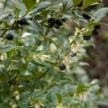 Sarcococca hookeriana - Schleimbeere