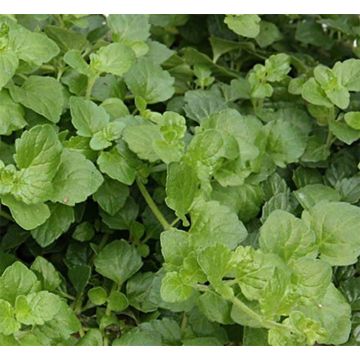 Bohnenkraut Indian Mint - Satureja douglasii