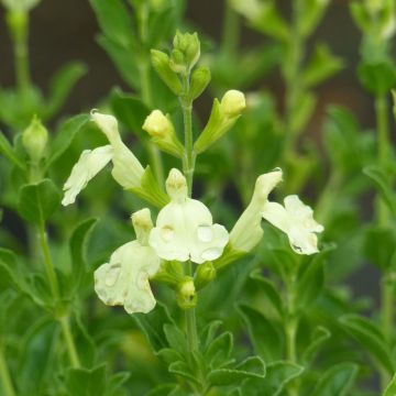 Salvia jamensis Suncrest 'Lemon Light'