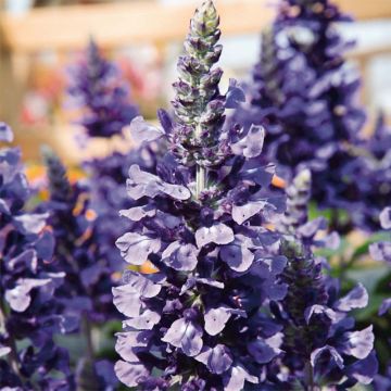 Mehliger Salbei Mystic Spires Blue Improved - Salvia