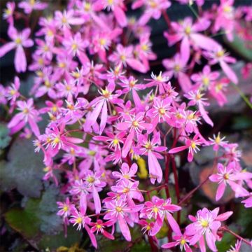 Saxifraga cortusifolia Black Ruby - Herbst-Steinbrech