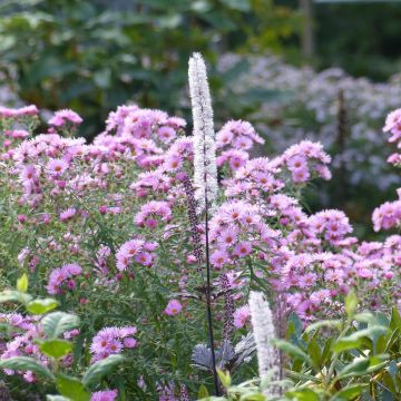 Aster novae-angliae Rosa Sieger - Neuenglische Aster