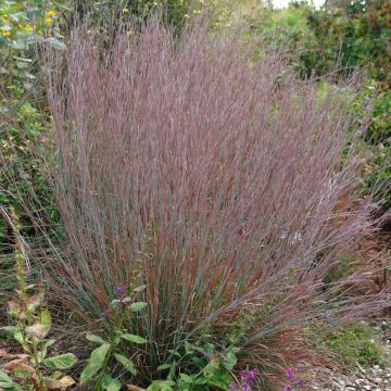 Schizachyrium scoparium Standing Ovation - Blaugraues Präriegras