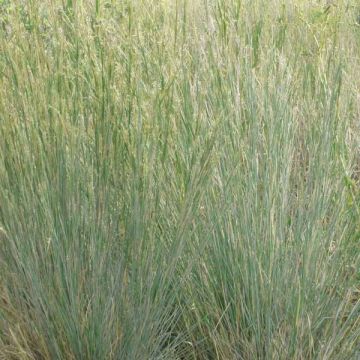 Schizachyrium scoparium Blue Heaven