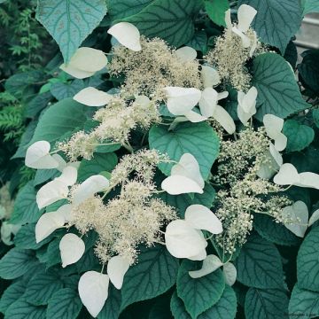 Schizophragma hydrangeoides Moonlight