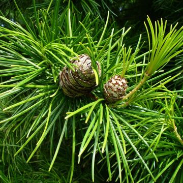 Sciadopitys verticillata - Japanische Schirmtanne