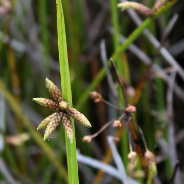 Scirpus mucronatus - Stachelspitzige Teichbinse