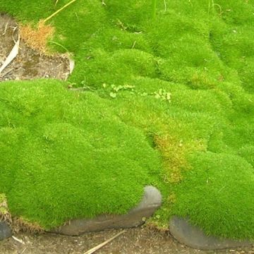 Scleranthus uniflorus - Knäuel